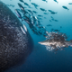 Ilustración para el artículo titulado Las mejores fotos submarinas de 2018 son una ventana a una dimensión paralela oculta bajo el agua